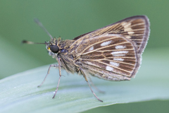 Vehilius celeus