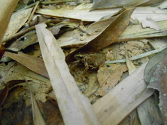 Limnonectes hascheanus