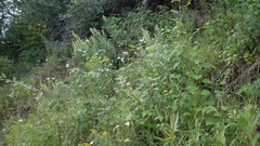 Artemisia longifolia