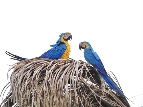Blue-and-yellow Macaw