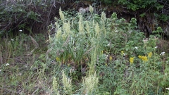 Artemisia longifolia
