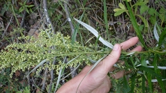 Artemisia longifolia