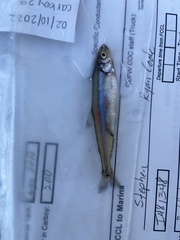 Hypomesus transpacificus