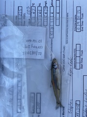 Hypomesus transpacificus