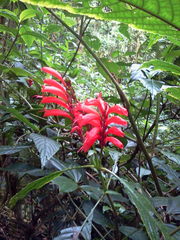 Stenostephanus