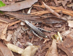 Amblytropidia robusta