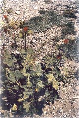 Sphaeralcea orcuttii