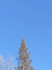 Buteo jamaicensis
