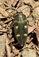 Baudonisia villosiventris