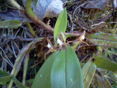 Epidendrum exasperatum