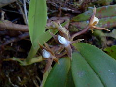 Epidendrum exasperatum