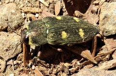 Baudonisia villosiventris