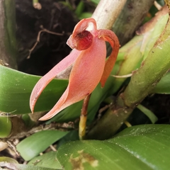 Epidendreae