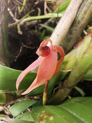 Epidendreae