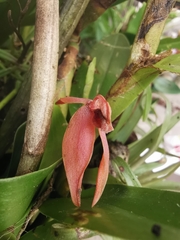 Epidendreae