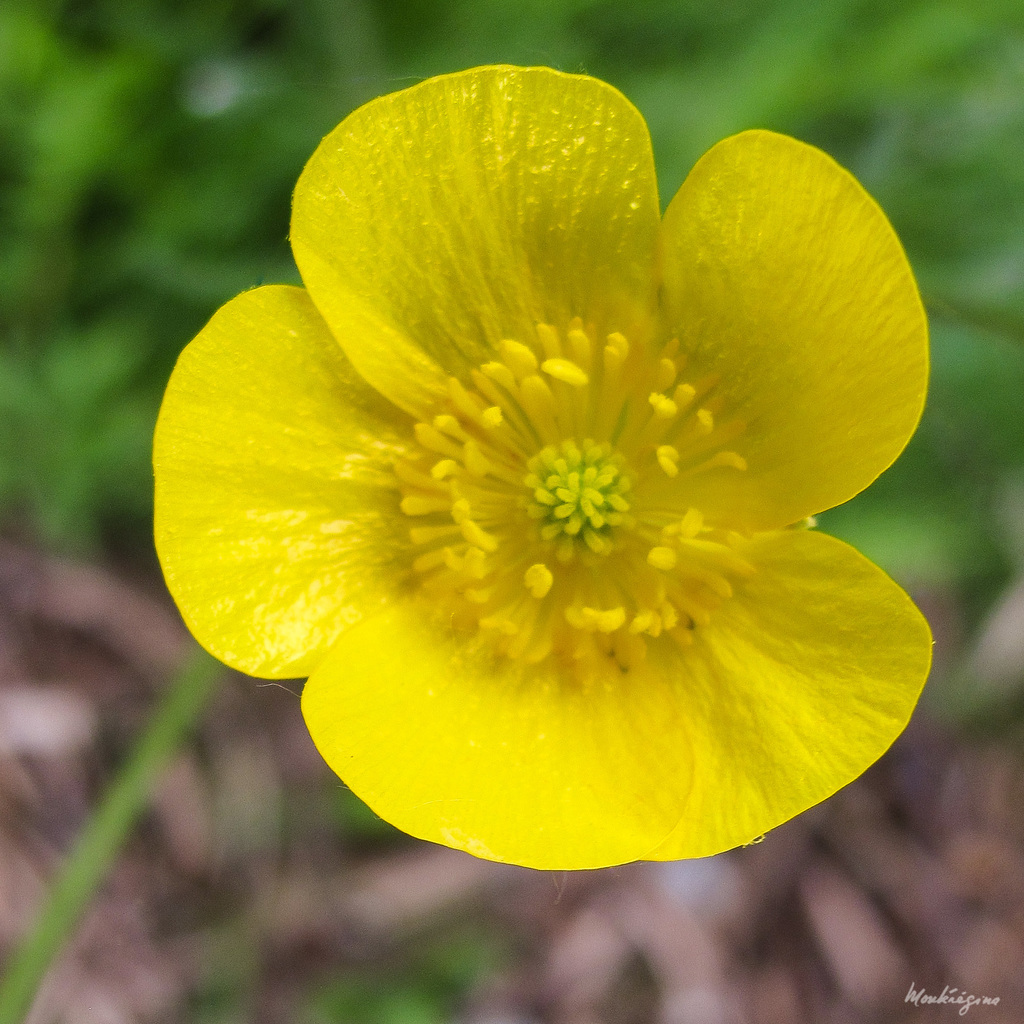 Tall Buttercup (Black Hills Invasive Plant Guide) · iNaturalist
