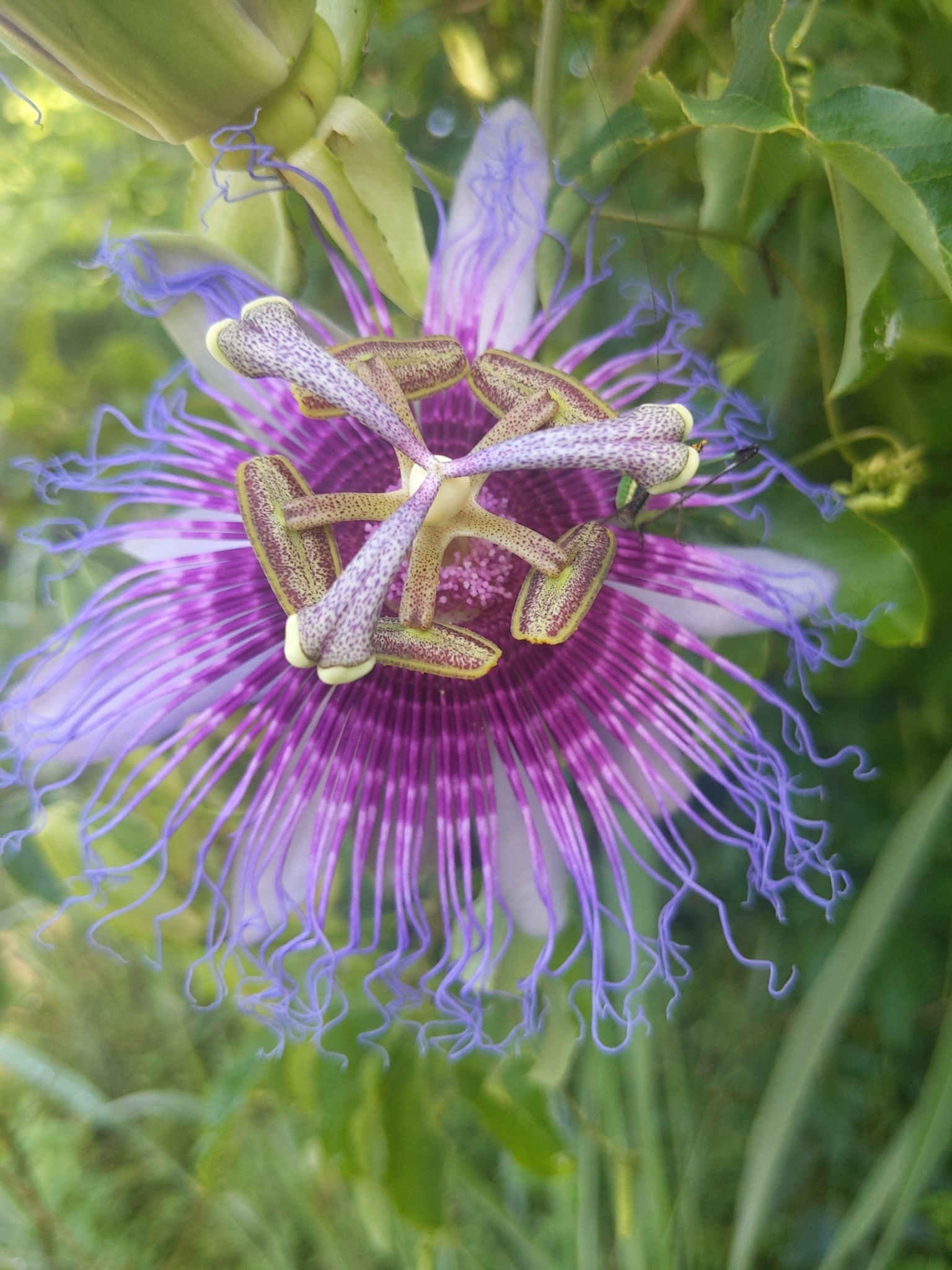 Passiflora cincinnata