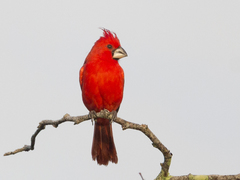 Cardinalis phoeniceus