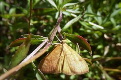 Mnesictena flavidalis