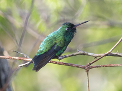 Chlorostilbon gibsoni