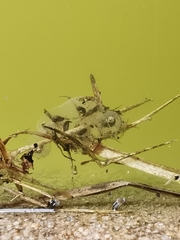 Dendropsophus luddeckei