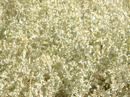 Atriplex argentina