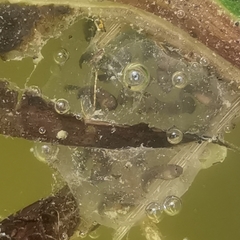 Dendropsophus luddeckei