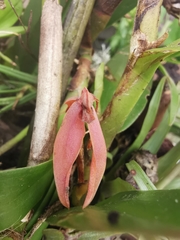 Epidendreae
