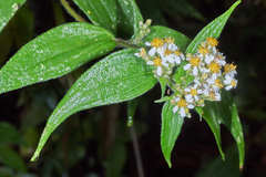 Alloispermum integrifolium