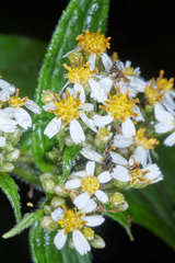 Alloispermum integrifolium