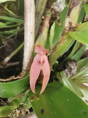 Epidendreae