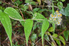 Alloispermum integrifolium