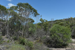 Acacia leptostachya