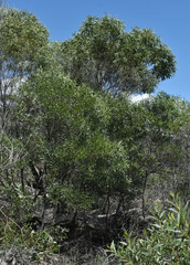 Acacia leptostachya