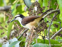 Campylorhynchus chiapensis