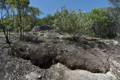 Acacia leptostachya