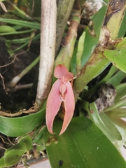Epidendreae