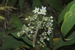 Solanum trachycyphum