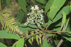 Solanum trachycyphum