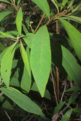 Solanum trachycyphum