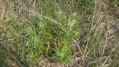 Artemisia longifolia