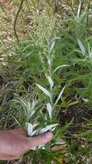 Artemisia longifolia