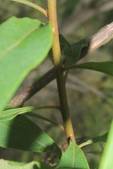 Solanum trachycyphum