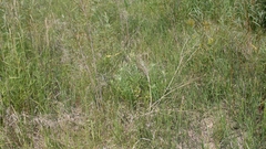 Artemisia longifolia