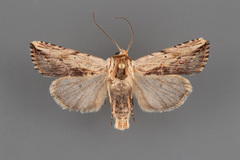 Hypotrix diplogramma