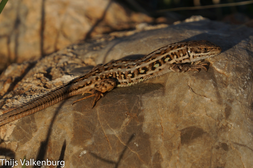 Dwarf Lizard