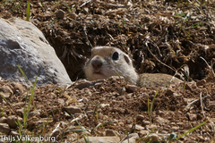 Spermophilus xanthoprymnus