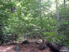 Nothofagus alpina