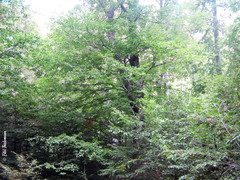Nothofagus alpina