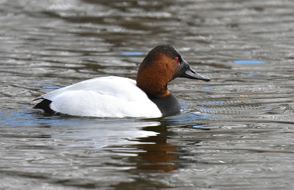 Photo of a Canvasback